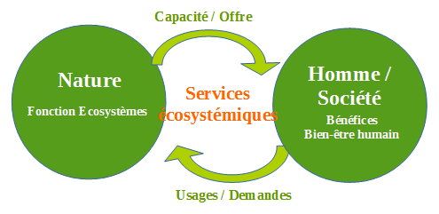 Services écosystémiques : définition et enjeux